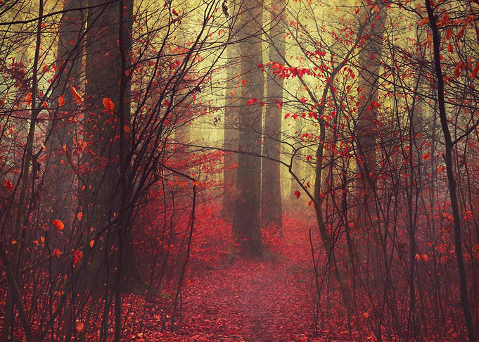 Atmospheric forest scenery on a misty morning - texturi ...