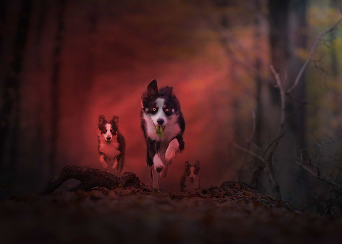 Hell hounds