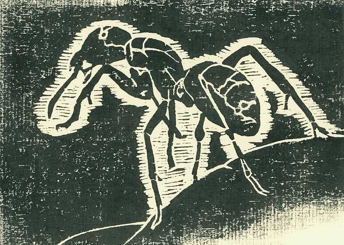Dark ant