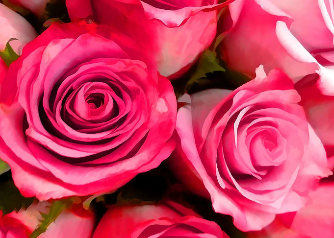 Pink Roses