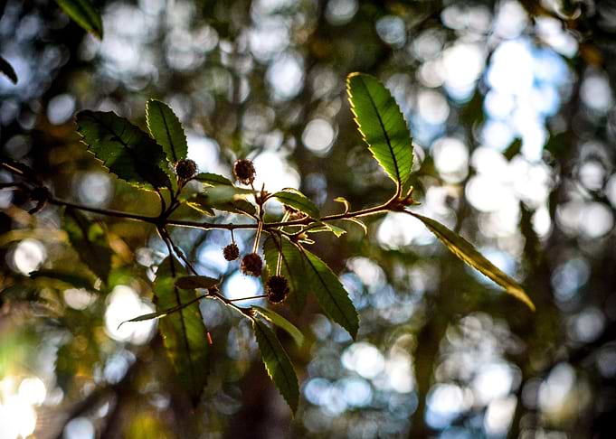 Black Wattle