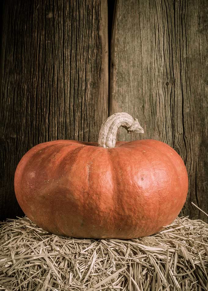 Beautiful orange pumpkin by Edward M. Fielding