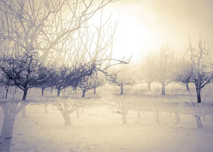 double exposure, trees, winter in switzerland