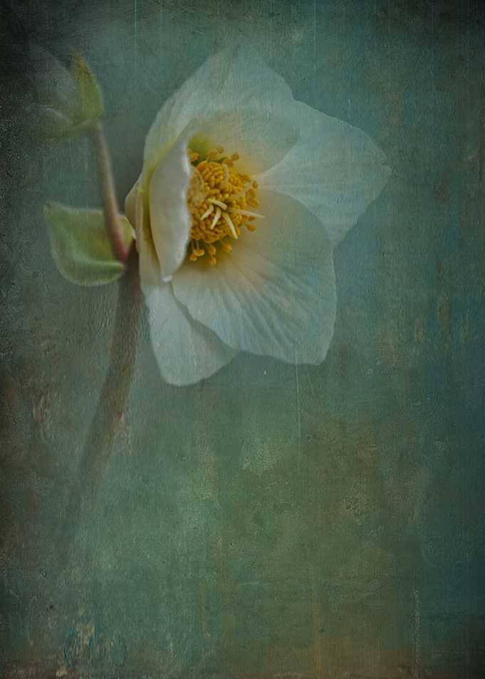 Autumn Symphony 11