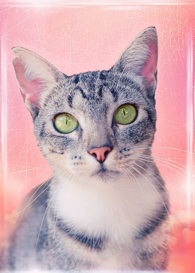 Cat with Green Apple Eyes