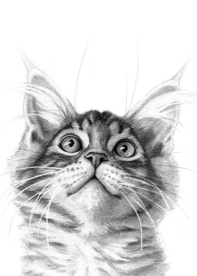 Kitten looking up G115 by Svetlana Ledneva-Schukina