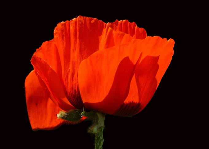Red Riding Poppy
