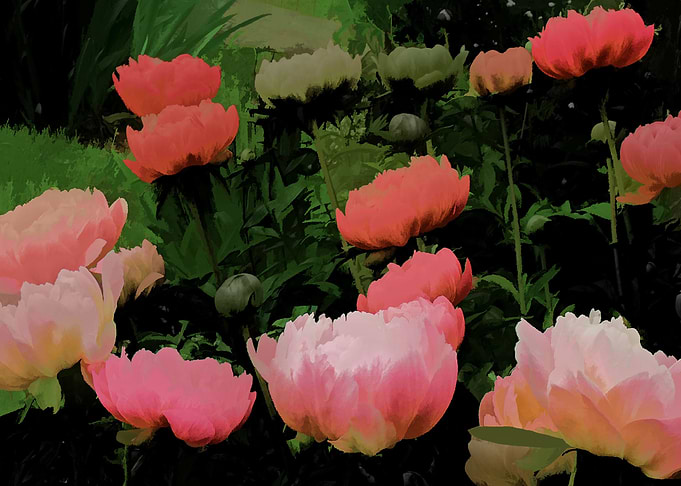 Nightblooms