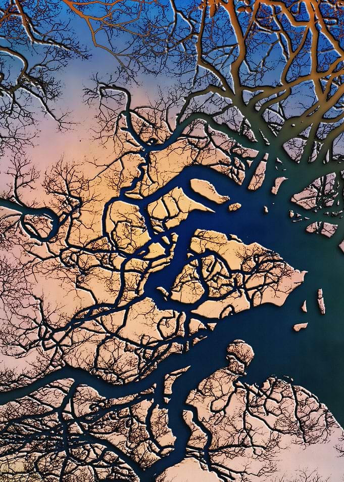 Tree Branches