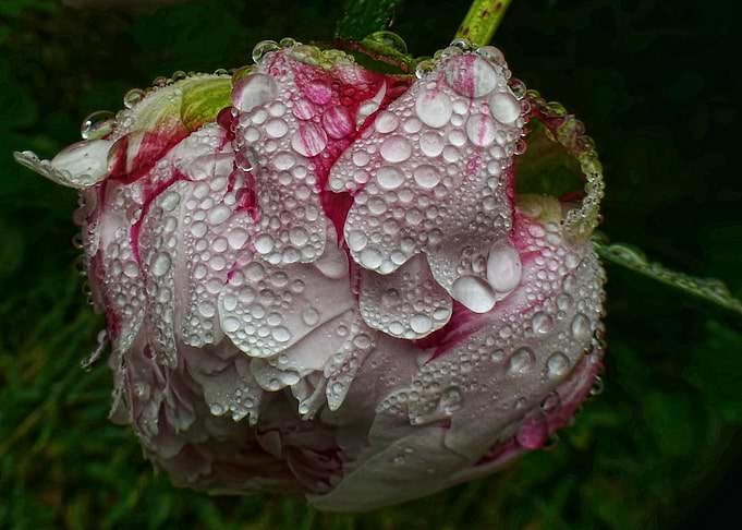 Rain Drop Peony