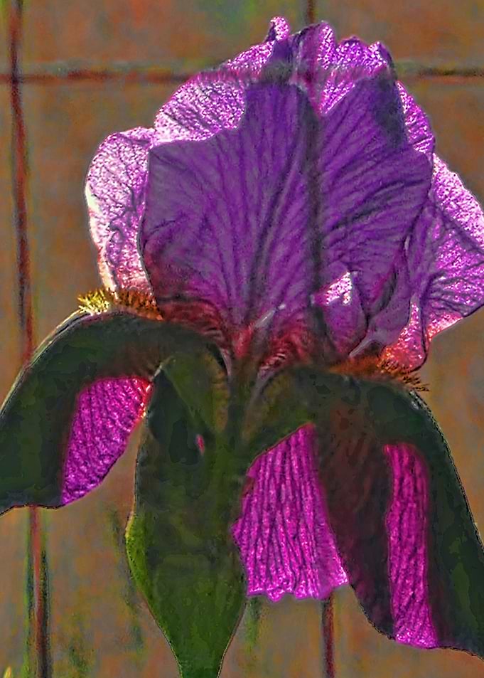 Fenced Iris
