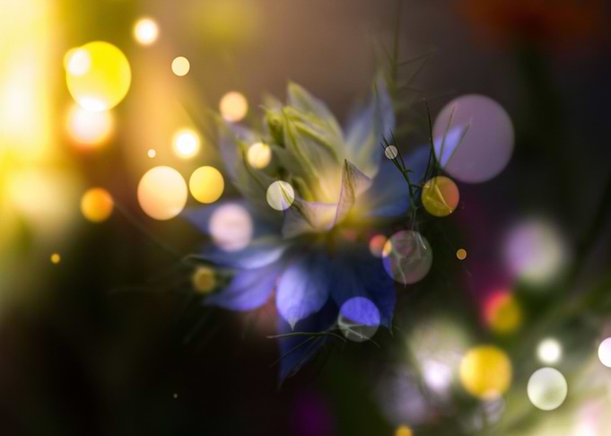 licht magic