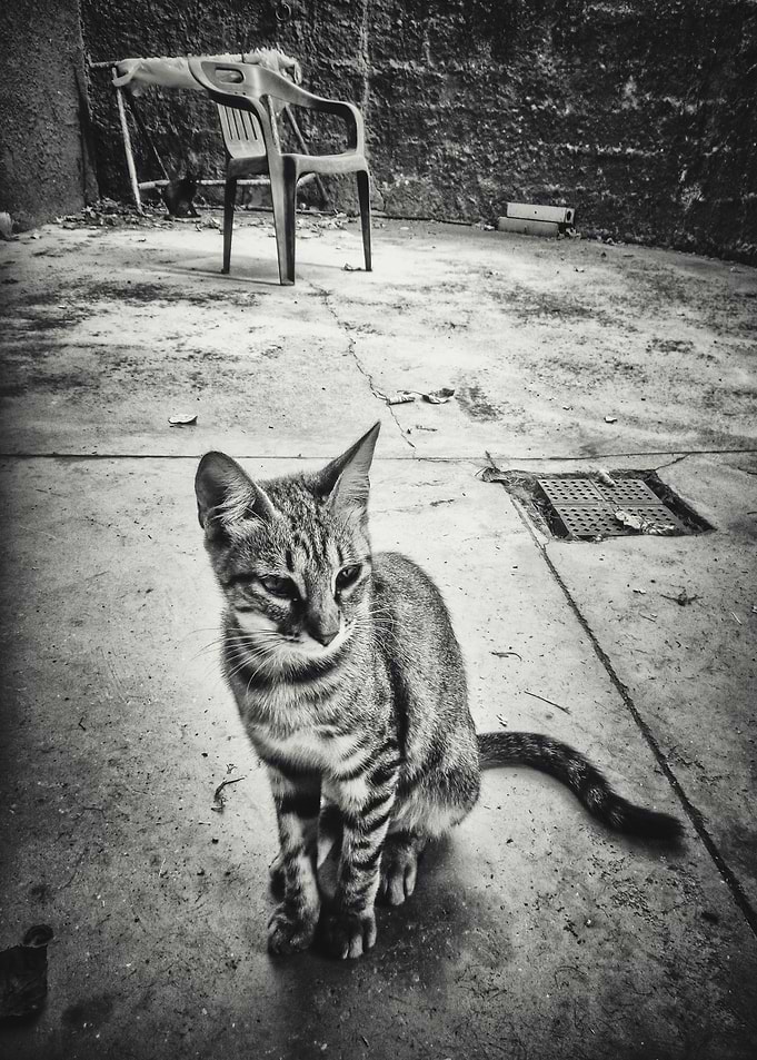 the Cat