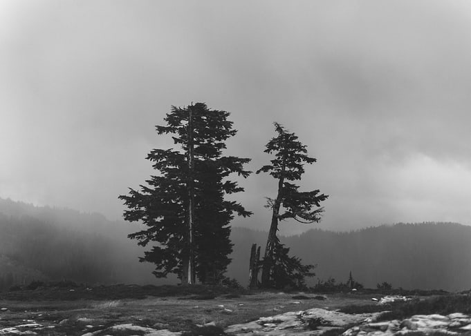 Northwest Forest