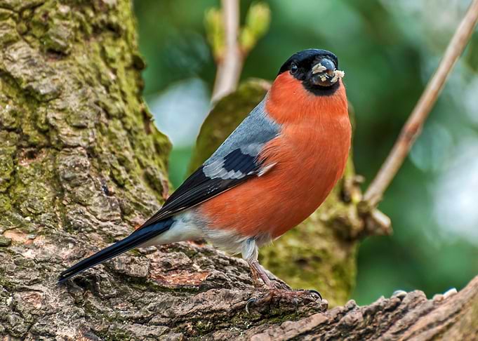 feeding Bullfinch