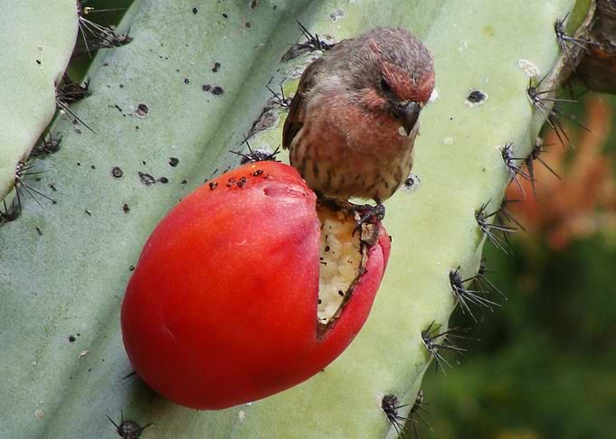 Cactus Fruit