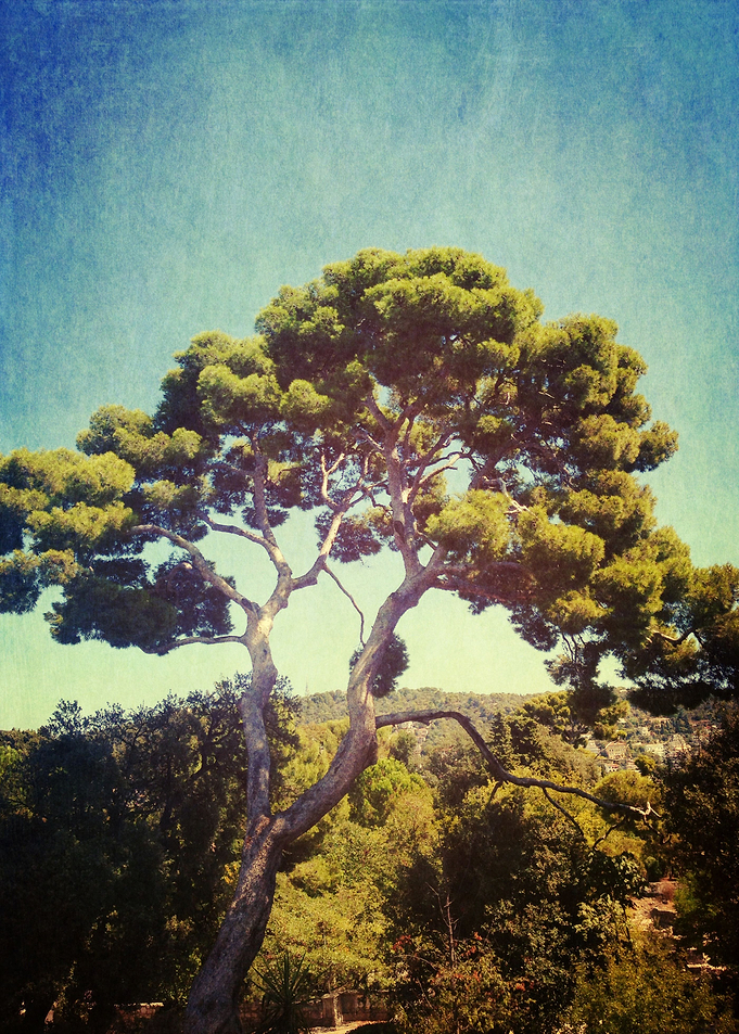 a tree above all