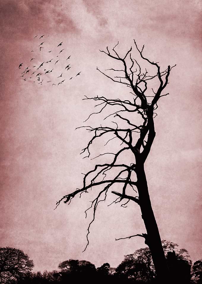 Spooky Tree