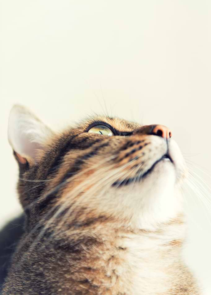 Cat looking up