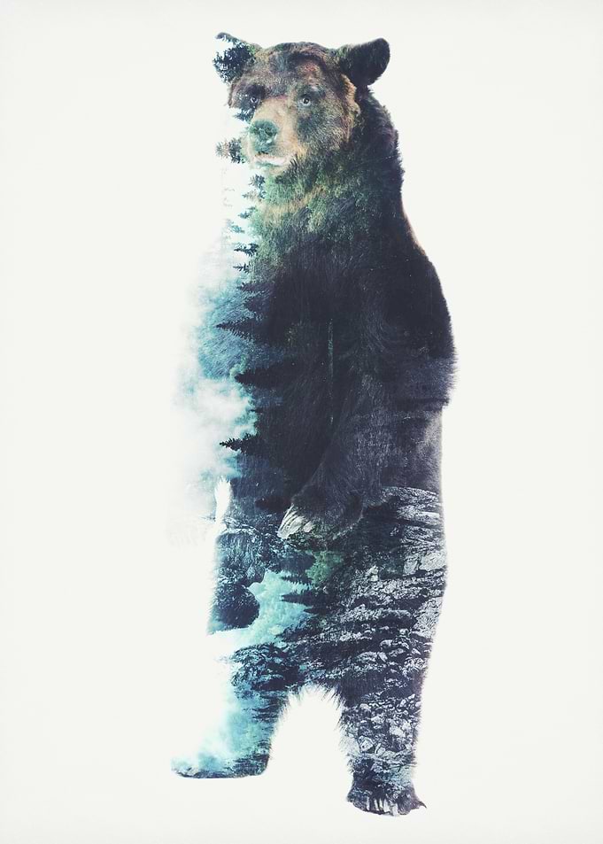 A vintage double exposure technique of a brown bear and ...