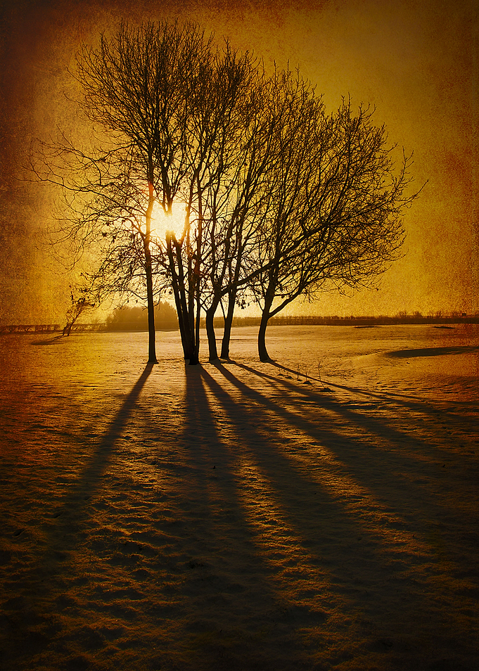Winter Morning