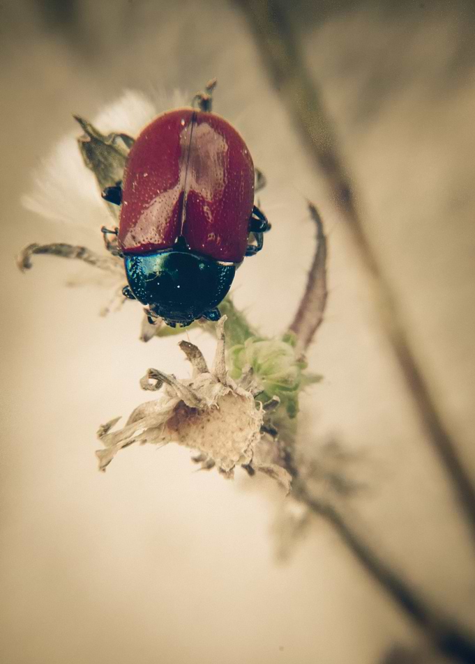 Ladybug
