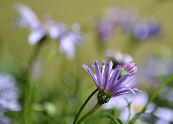 Little purple petals