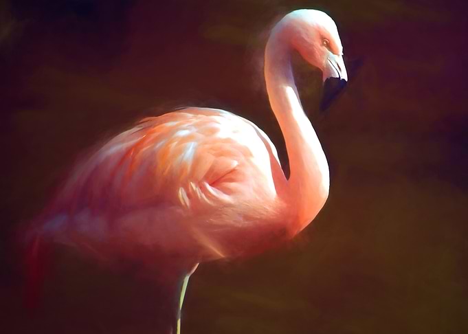 Flamingo Dream