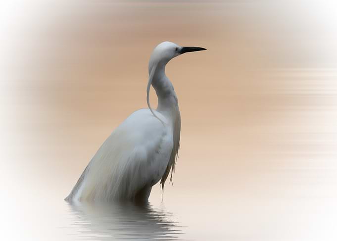 The Water Bird