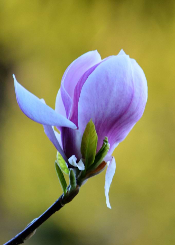 Lilac Magnolia