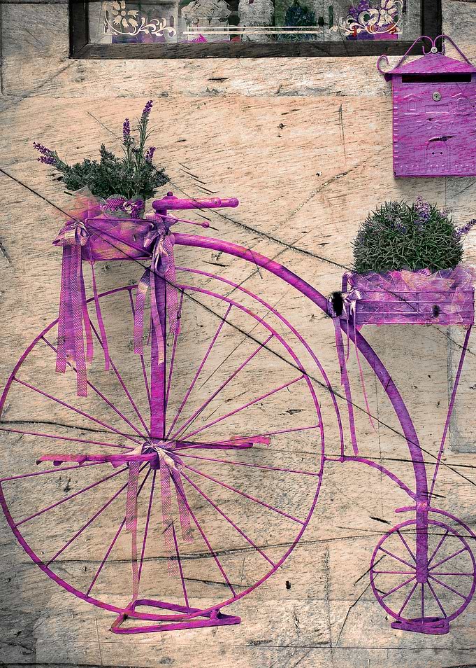 Lavender Bicycle