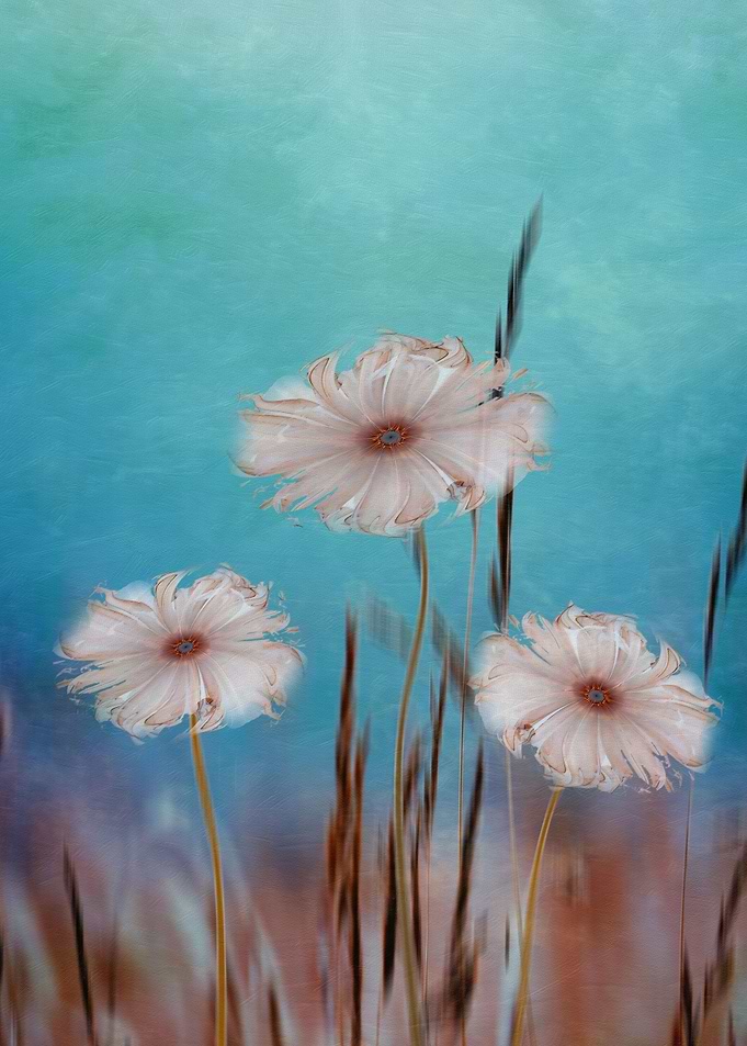 Flowers for Eternity 2