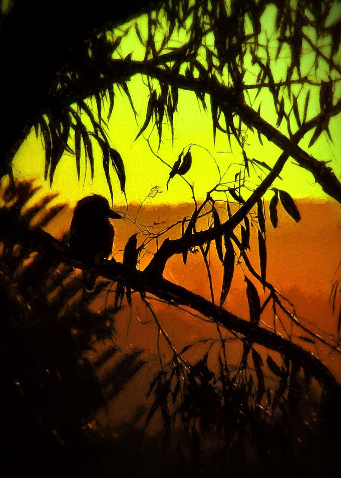 Kookaburra bird sitting on the gum tree branch, watchin ...