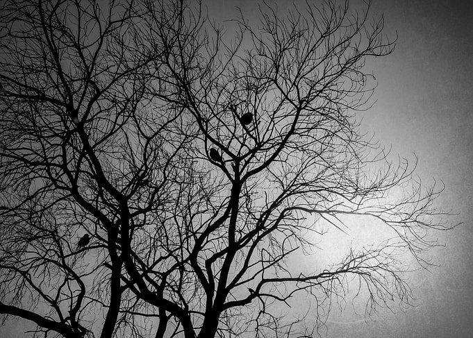Old Tree Talks