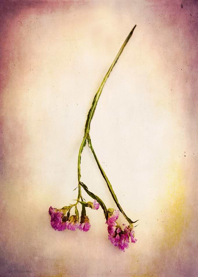 Vintage Color Photograph of an abandoned purple flower