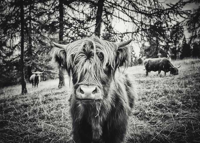 Highlanders