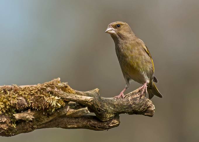 Greenfinch