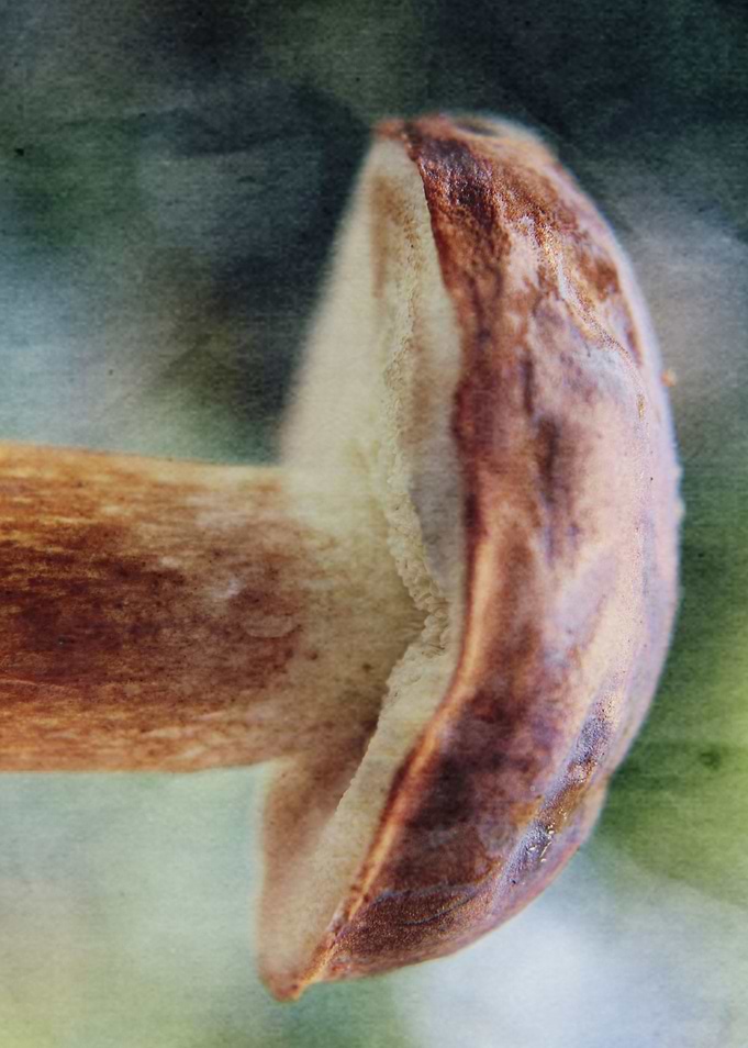 boletus photography