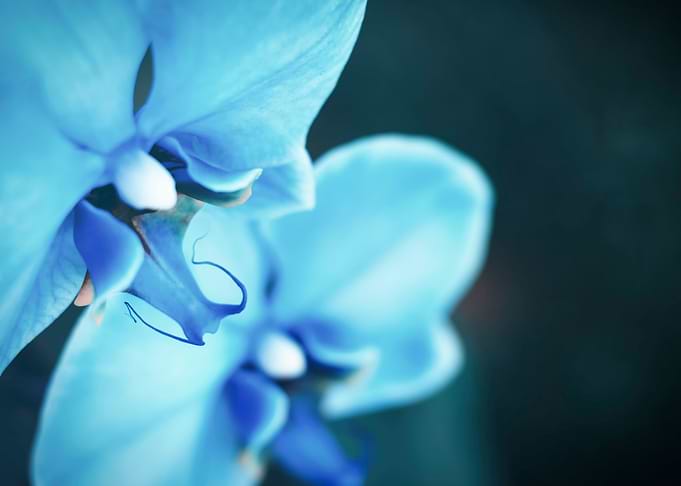 Blue Orchirds