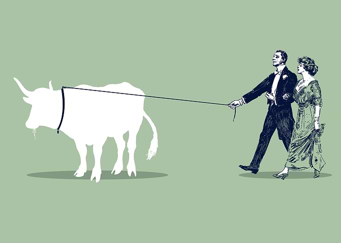 Walking the cow