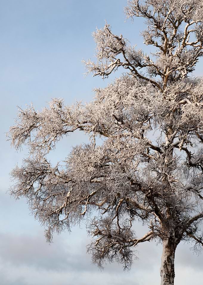 Hoarfrost