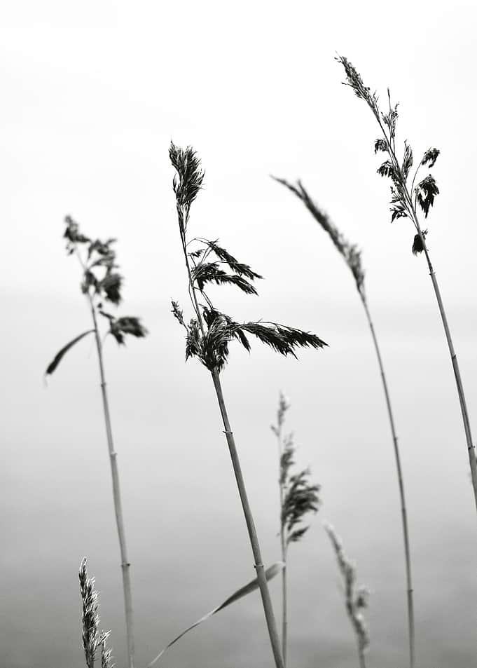 Reed