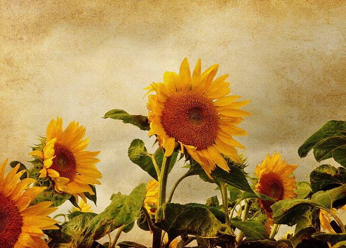Sandstone sunflower