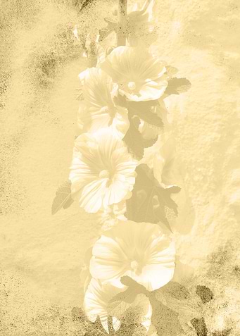 Hollyhock grunge