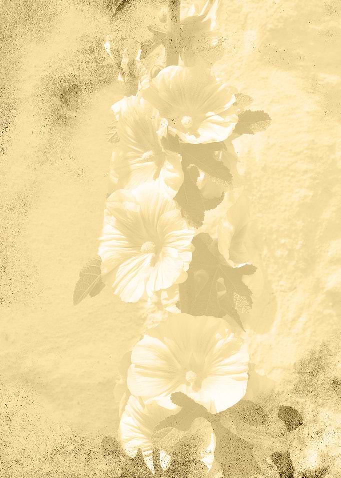 Hollyhock grunge