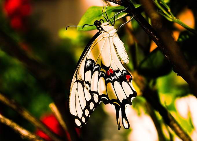 Butterfly