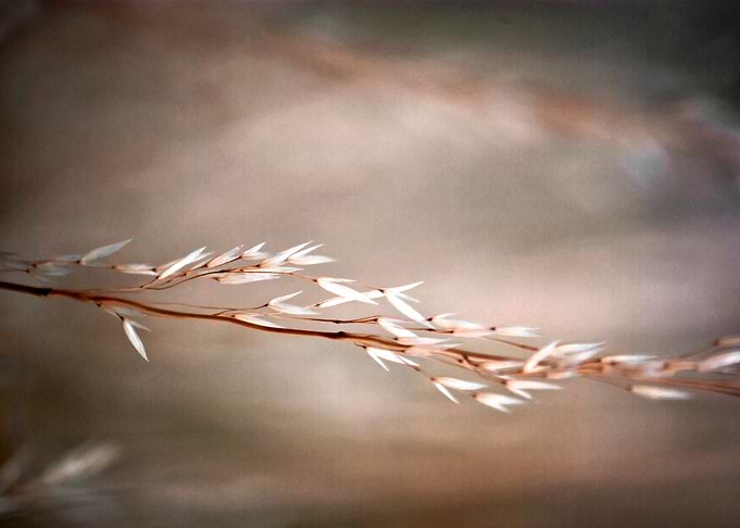 Title: Nature in Harmony beauty of simple and origiona ...