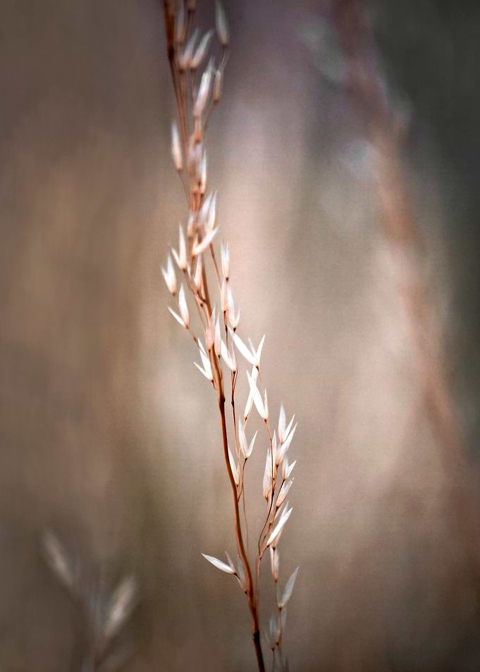 Title: Nature in Harmony beauty of simple and origiona ...