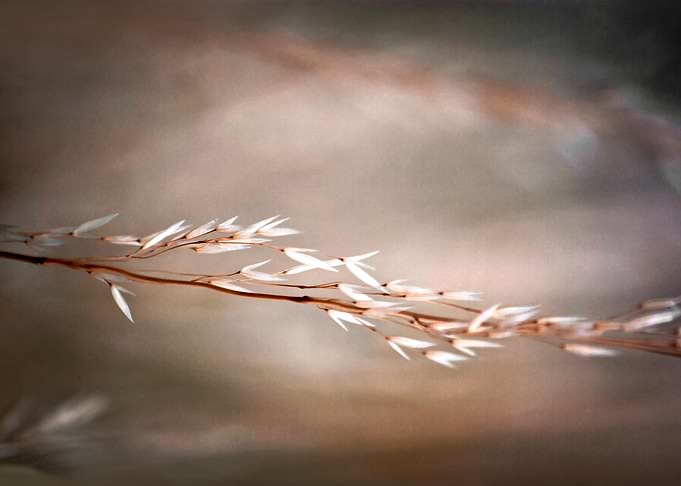 Title: Nature in Harmony beauty of simple and origiona ...