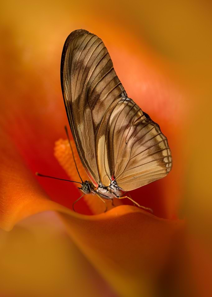 Afternoon guest